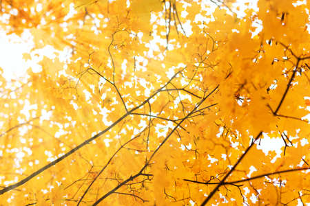 Yellow autumn maple leavesの写真素材