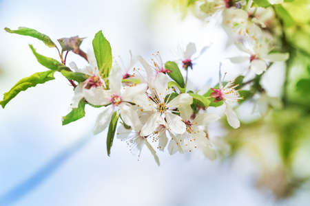 Orchard cherry blossom tree in spring outdoorsの写真素材