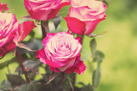 Perfect pink rose flower on wooden background outdoorsの写真素材