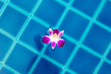Water surface with orchid flower in swimming pool outdoorsの写真素材
