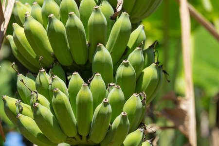 Organic banana on a bunch on a tree outdoorsの写真素材