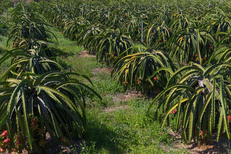 Dragon fruit or Pitaya Pitahaya plantation in Thailand Hylocer Undatus outdoorsの写真素材