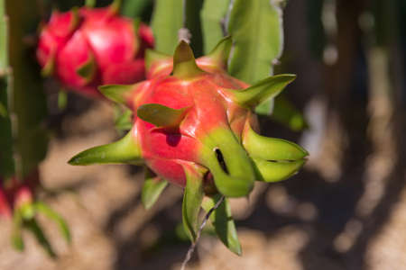 Dragon fruit or Pitaya Pitahaya plantation in Thailand Hylocer Undatus outdoorsの写真素材