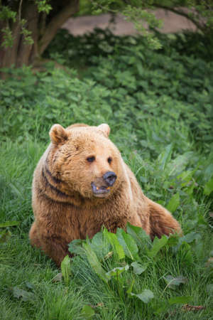 Brown Bear walking in evening sun lightsの写真素材