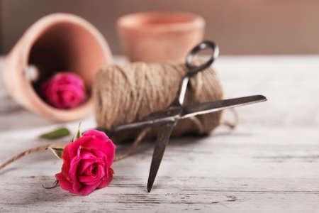 Pink roses with flower pot, rope and scissors pinkの写真素材