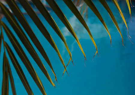 Water surface background with green palm leaveの写真素材