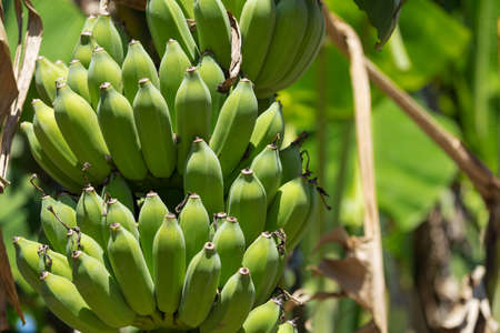 Organic banana on a bunch on a treeの写真素材