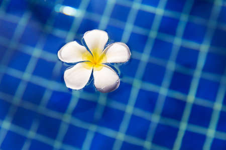Tropical flower plumeria frangipani in swimming poolの写真素材