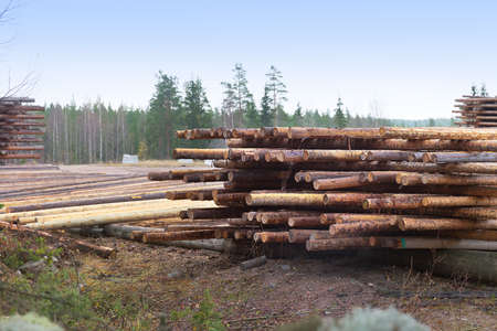 Deforestation forests to build new houses from treesの写真素材