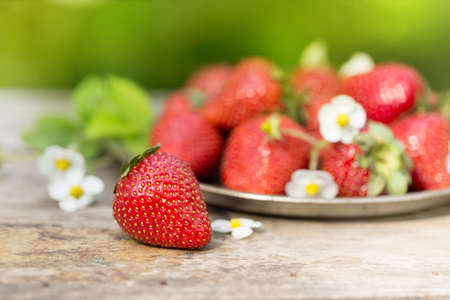 Fresh ripe sweet strawberries crop in the gardenの写真素材