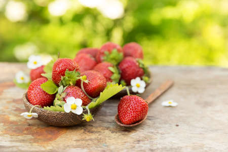 Fresh ripe sweet strawberries crop in the gardenの写真素材
