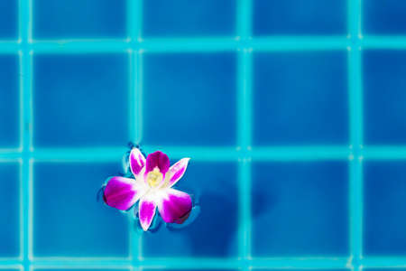 Water surface with orchid flower in swimming pool outdoorsの写真素材
