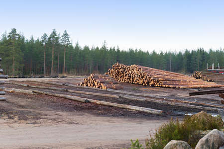 Deforestation forests to build new houses from treesの写真素材