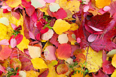 Heap of autumn brightv colorful fall leaves backgroundの写真素材