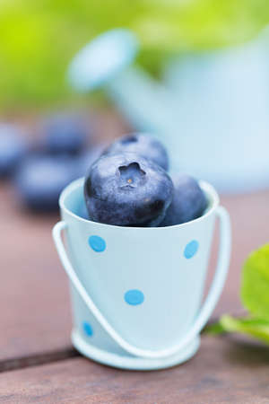 Fresh sweet ripe blueberries outdoors in gardenの写真素材