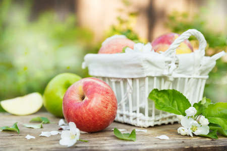 Fresh red and green apples with flowers in the sunny gardenの写真素材
