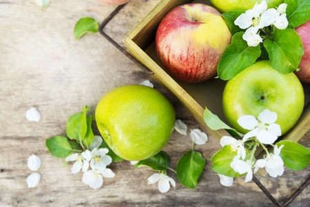 Fresh red and green apples with flowers in the sunny gardenの写真素材