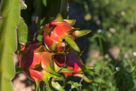Dragon fruit or Pitaya Pitahaya plantation in Thailand Hylocercus undatusの写真素材