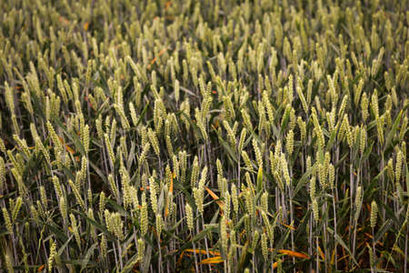 green spring grains, wheat ears on field of rye with skyの写真素材