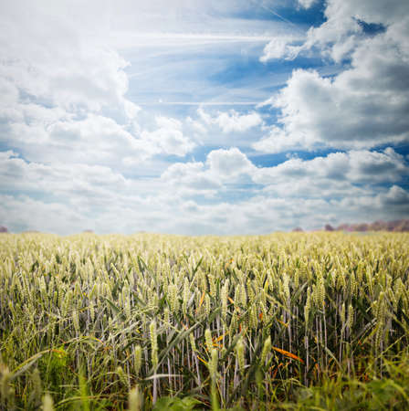 green spring grains, wheat ears on field of rye with skyの写真素材