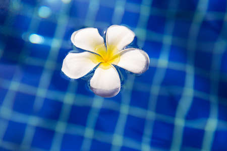plumeria frangipani flower in the swimming pool - holiday tropical concept backgroundの写真素材