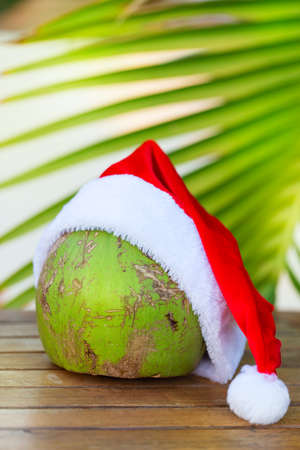 Tropical picture of coconut in a Christmas red hat and palm leavesの写真素材