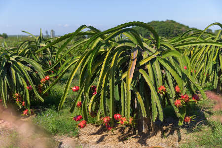 Dragon fruit or Pitaya Pitahaya plantation in Thailand Hylocercus undatusの写真素材