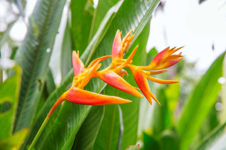 heliconia tropical flower in the asian parkの写真素材