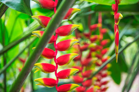 heliconia tropical flower in the asian parkの写真素材