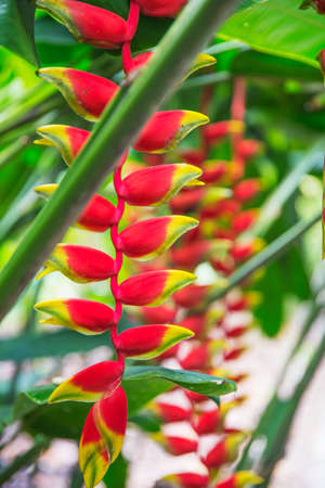 heliconia tropical flower in the asian parkの写真素材