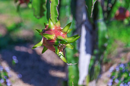 Dragon fruit or Pitaya Pitahaya plantation in Thailand Hylocercus undatusの写真素材