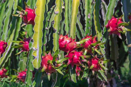Dragon fruit or Pitaya Pitahaya plantation in Thailand Hylocercus undatusの写真素材