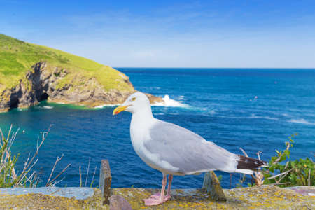 Popular Port Issac Atlantic ocean coast, Cornwall, England, United Kingdomの写真素材