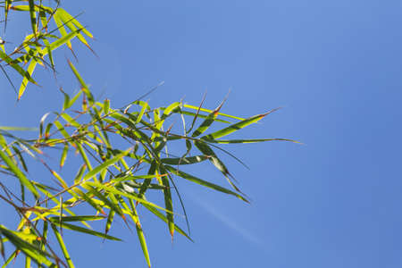 Bamboo tree in front os blue sky backgroundの写真素材