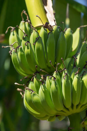 Organic banana on a bunch on a treeの写真素材