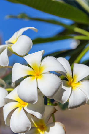 Blossom frangipani plumeria lilawadee flower on a treeの写真素材