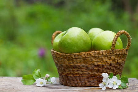 Fresh sweet juicy green apples with flowers on a wooden background in gardenの写真素材