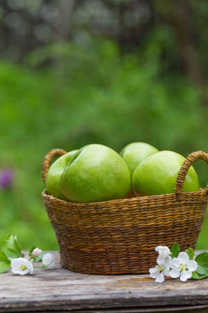 Fresh sweet juicy green apples with flowers on a wooden background in gardenの写真素材