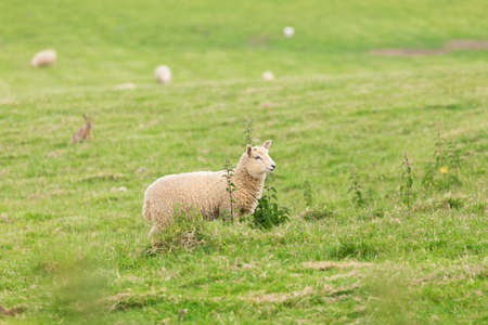 Idillic landscape with sheep, lambs, ram on a perfect juicy green grass fields and hills near ocean, Cornwall, England, United Kingdomの写真素材