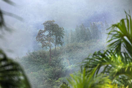 Tropic forest in rain and mist fogの写真素材