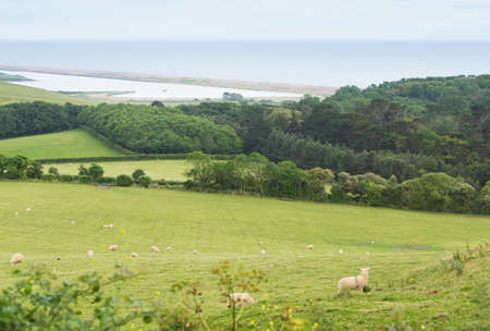 Idillic landscape with sheep, lambs, ram on fieldの写真素材