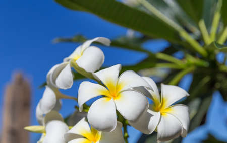 Blossom frangipani plumeria flower treeの写真素材