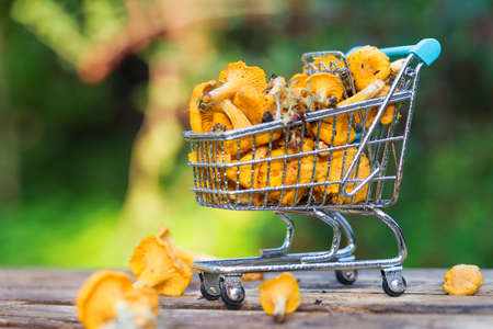 Fresh yellow forest chanterelle mushrooms basketの写真素材