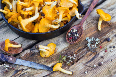 Fresh yellow forest chanterelle mushroomsの写真素材
