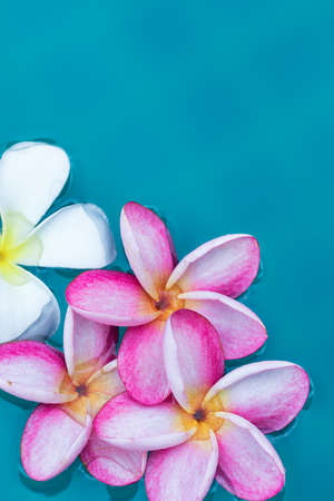 Frangipani Plumeria flower tropical poolの写真素材