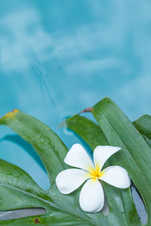 Frangipani Plumeria flower tropical poolの写真素材