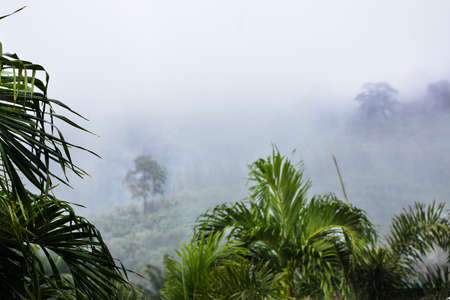 Tropic forest in rain and white mist fogの写真素材