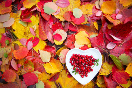 Fresh red forest cranberries in heart plate at colorful fall leaves on wooden background autumn designの写真素材