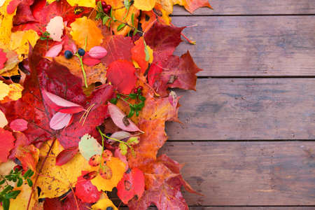 Autumn fall leaves colorful maple wooden background