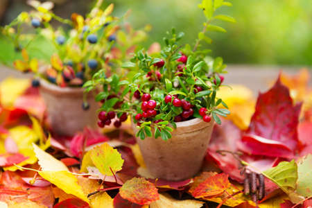 Cranberries and blueberry in pots at fall leaves on wooden background autumn designの写真素材